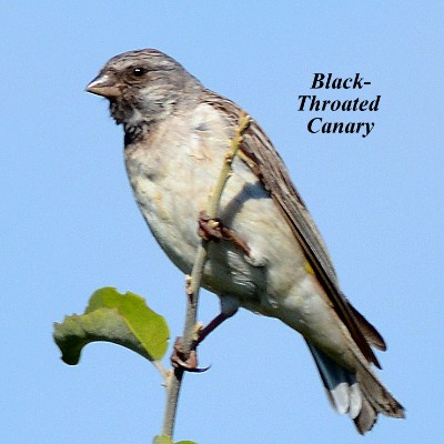 Black-Throated Canary